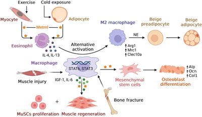 Meteorin-like/Metrnl, a novel secreted protein implicated in inflammation, immunology, and metabolism: A comprehensive review of preclinical and clinical studies